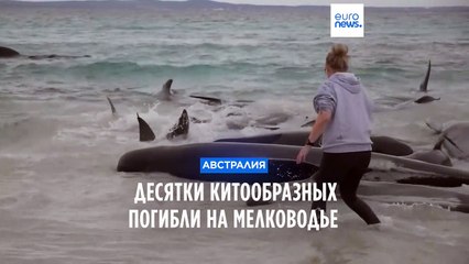 Австралия: десятки китообразных погибли на мелководье