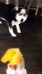 Cão \'discute\' com dona depois de ser repreendido