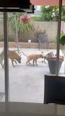 Peeing Puppy Gets Peed On