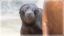 Tiergarten Schönbrunn freut sich über Robben-Nachwuchs