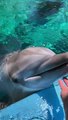 Dolphin Tickles And Giggles