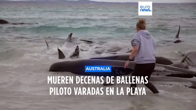 Asutralia | Decenas de ballenas piloto varadas en la playa