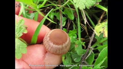 Panaeolina foenisecii. Champimaginatis. English Text