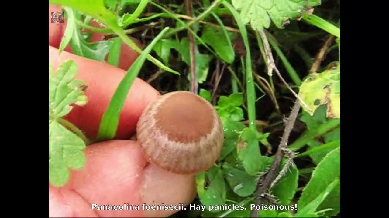 Panaeolina foenisecii. Champimaginatis. English Text
