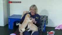Adorable guide dog puppies interrupt live TV report to bite presenter’s hair and mic