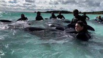 Volunteers help 45 pilot whales reach deeper waters after getting stranded on Australian beach