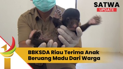 BBKSDA Riau Terima Anak Beruang Madu Dari Warga