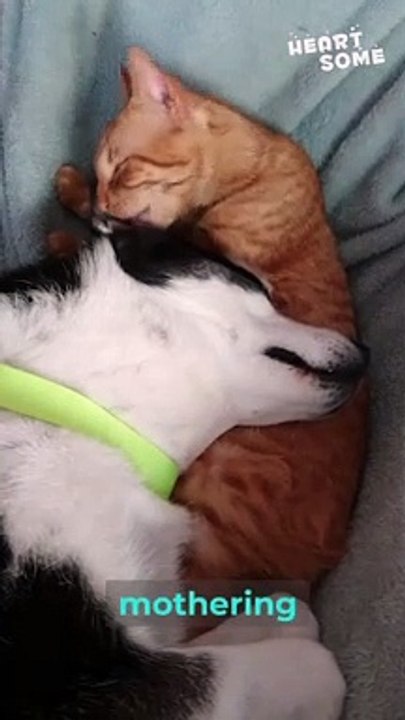 Adorable Bonding: Heartwarming Moments Between a Cat and a Dog || Heartsome