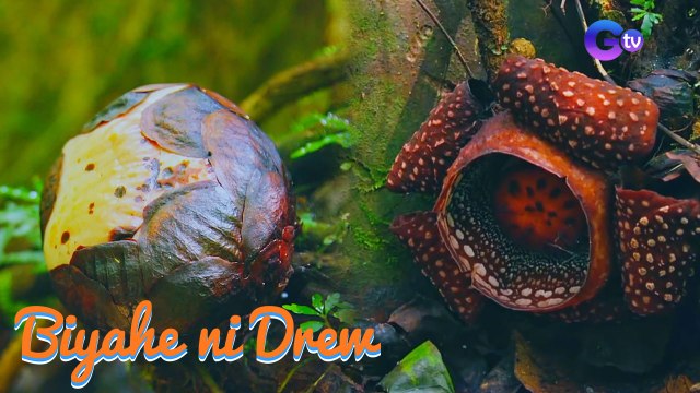 Tinaguriang ‘corpse flower,’ matatagpuan sa Mt. Guinatungan, Camarines Norte! | Biyahe ni Drew