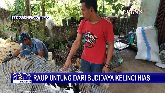 Peluang Bisnis Budidaya Kelinci Hias Sukses Raup Keuntungan!