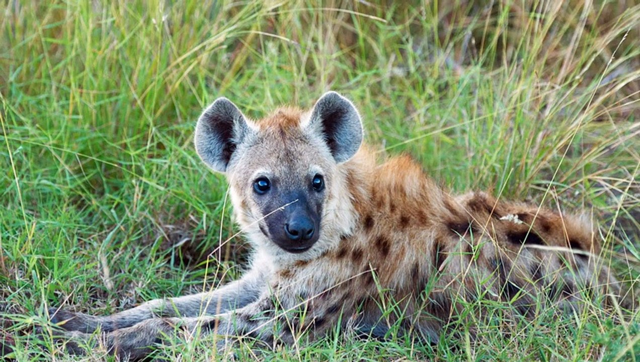 non-copyright-video-beautiful-wild-animals-with-background-music