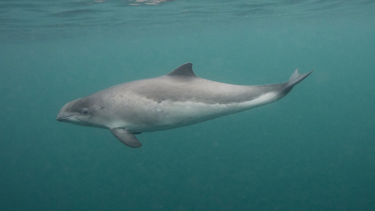 Mysteriöser Fund: Schweinswal in dänischem Wald entdeckt