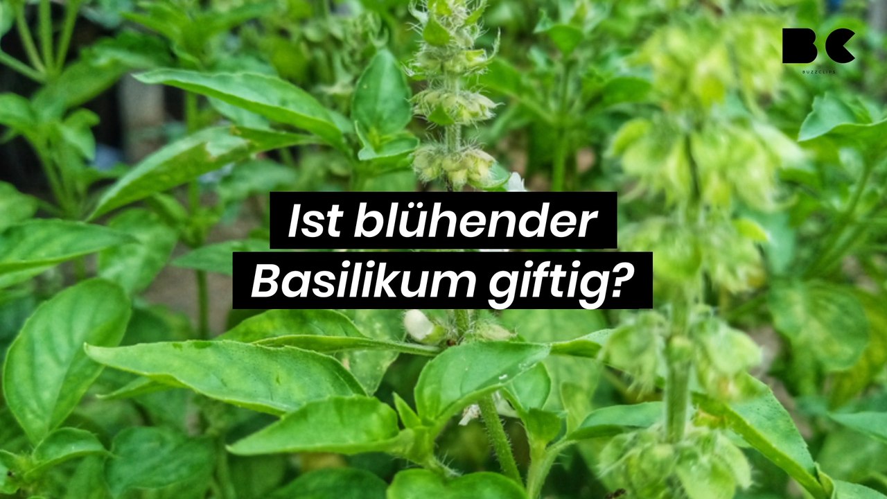 Ist blühender Basilikum giftig?