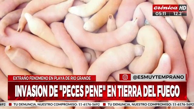 Una extraña inavsión de Peces penes en una playa argentina
