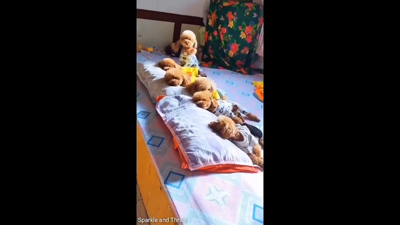 Funny Animals | Animal Videos That Will Crack You Up