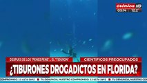 ¿Tiburones drogados?: creen que podrían estar ingiriendo cocaína