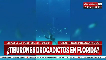 ¿Tiburones drogados?: creen que podrían estar ingiriendo cocaína