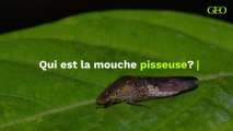 Mouche pisseuse : quel est cet insecte ?