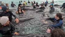 Tratan de rescatar a decenas de ballenas piloto varadas en una playa de Australia