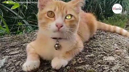 Watch: Diamond-eyed cat leaves more than a million people in shock