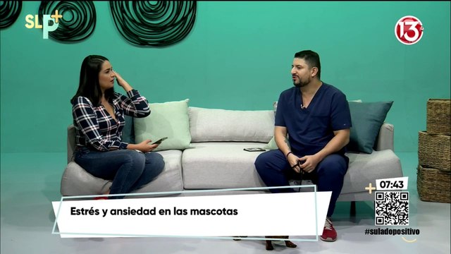 Estrés y ansiedad en mascotas