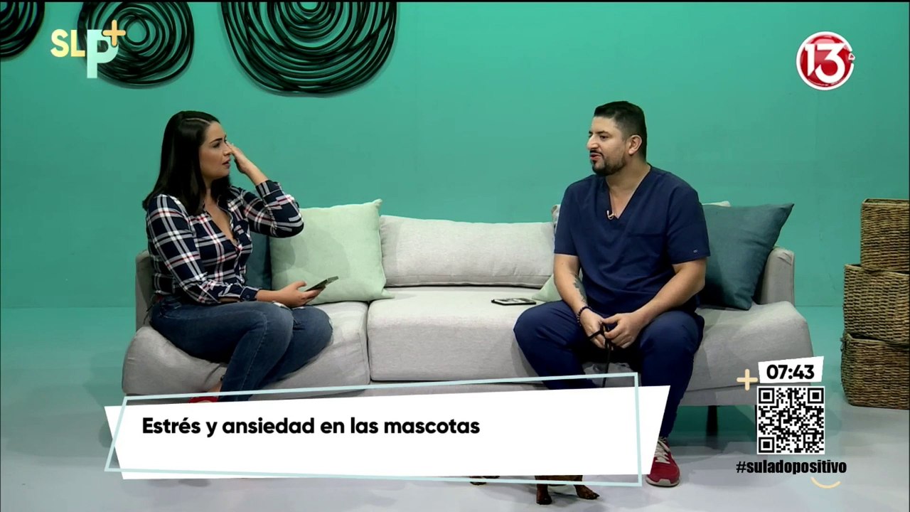 Estrés y ansiedad en mascotas