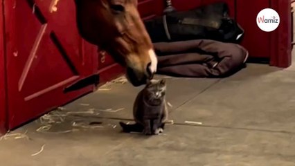 Horse nibbles the cat's head The feline's reaction is unexpected (video)-index