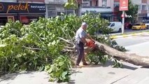 Edirne'de taksinin üstüne devrilen ağaç 2 saat boyunca trafiği kapattı