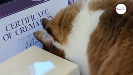 Watch: Cat discovers something about her kitten; the video moves everyone