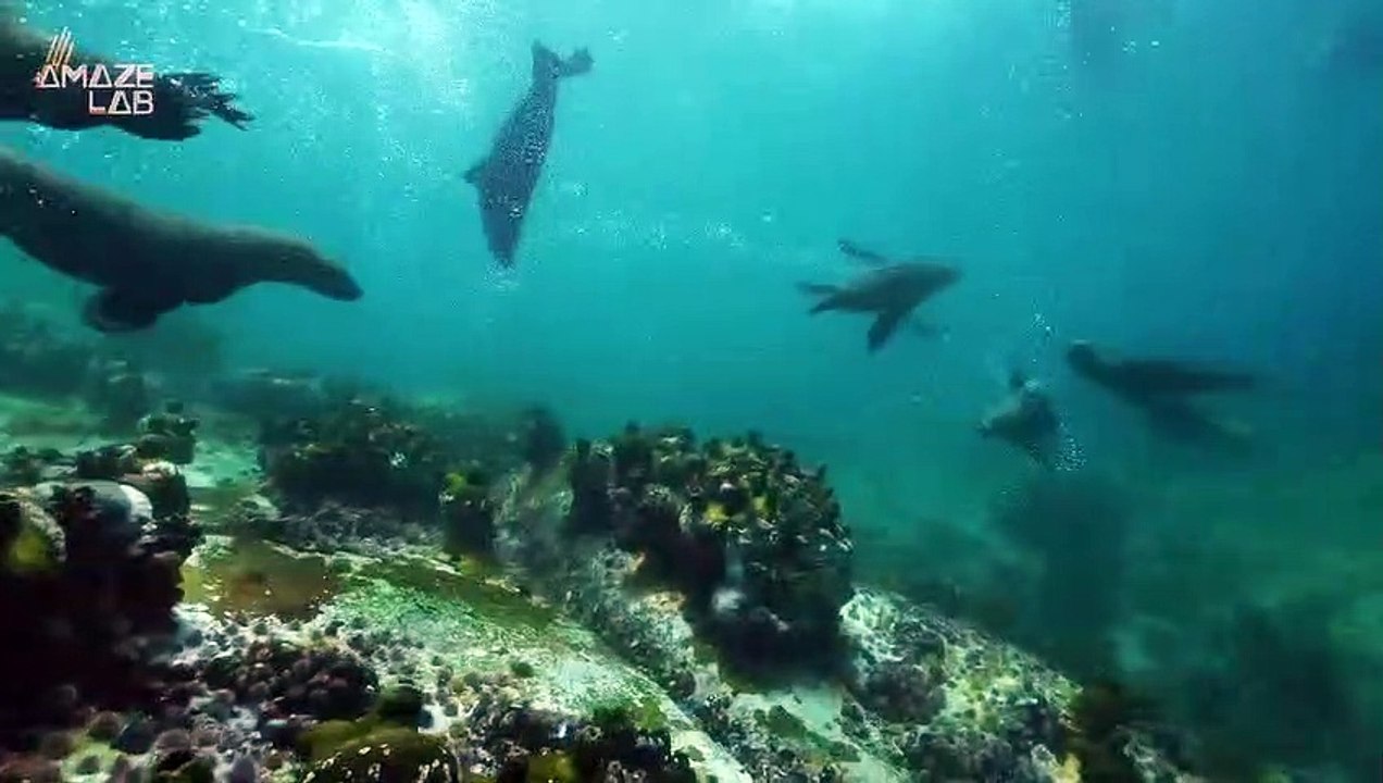Must See! Eyewitness Captures the Moment a Pair of Male Sea Lions Attack Beach-Goers