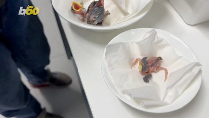 Swiss Bird Center Provides Refuge For Bird Victims Of Extreme Heat