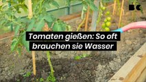 Tomaten gießen: So oft brauchen sie Wasser