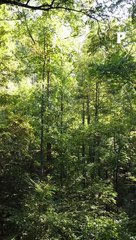 Faut-il mettre de l’alcool sur une piqûre de tique ?