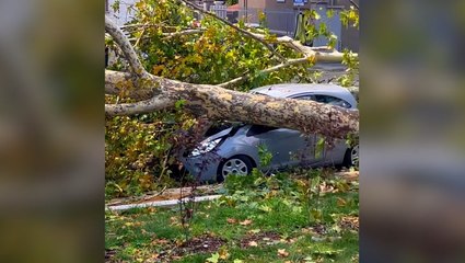 Milan scattered with downed trees after violent storms bring strong winds to city