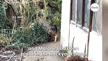 GSD abandoned in a back garden gets new lease of life thanks to unexpected help