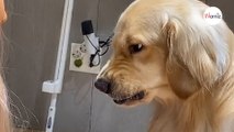 Groomer tries to give Retriever a trim: His reaction makes everyone laugh (video)