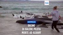 Centinaia di balene spiaggiate in Australia, 50 sono già morte, corsa contro il tempo per salvarle