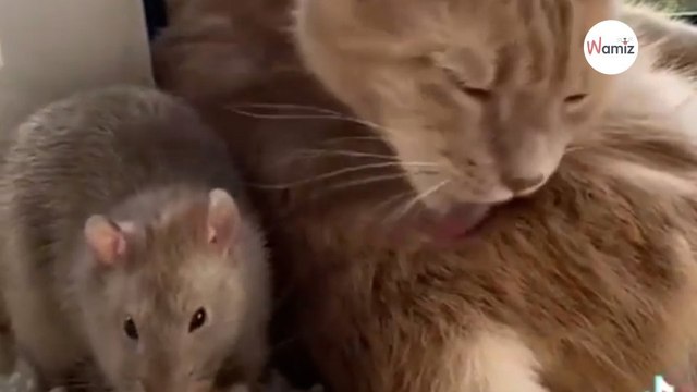 Watch: When rat sees his beloved cat, he runs to ask for cuddles