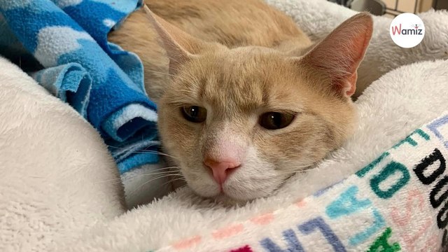 Family adopt cat but return it a week later; the reason why leaves shelter stunned