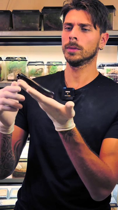 Le Mille-Pattes a-t-il vraiment MILLE pattes ?