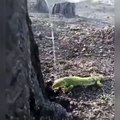 Manisa'da bir orman işçisi, yangından kurtulan kertenkeleyi su ile serinletti