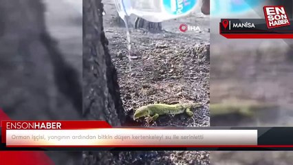 Orman işçisi, yangının ardından bitkin düşen kertenkeleyi su ile serinletti