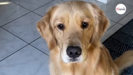 She hands sandwich to her dog: His reaction fascinates millions of people (video)