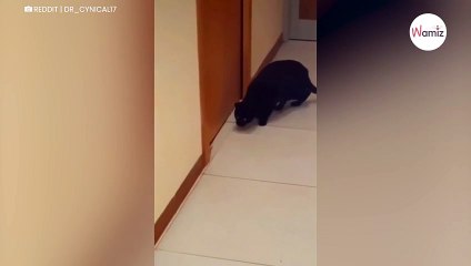 Watch: Genius mouse plays incredible trick on cat and gets away scot-free