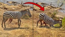 Zebra Slowly Loses Life after Guts are Torn Out