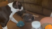 Energetic dog in mood to play rolls and falls off the couch *Silly Dog Antics*