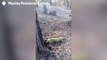 Moment thirsty lizard laps up water from good Samaritan after devastating Turkish wildfires