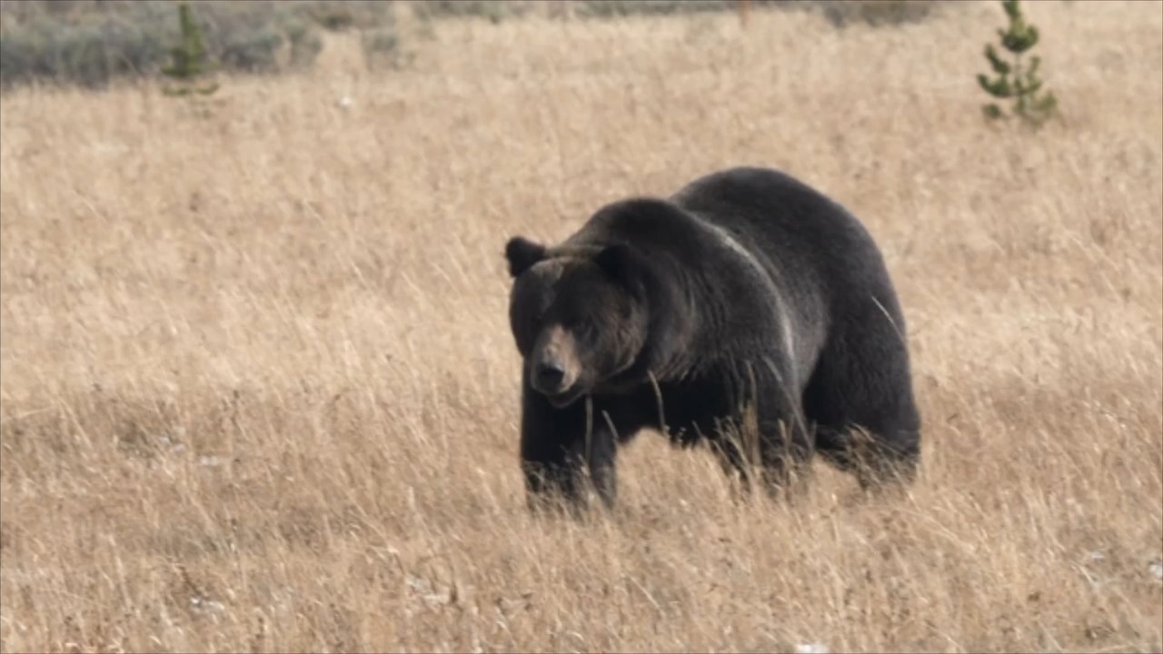 Yellowstone Nationalpark: Grizzly tötet Wanderin