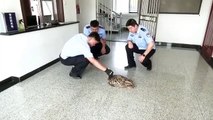 Çin'in Heilongjiang Eyaletinde Yaralı Baykuş Polis Karakoluna Sığındı
