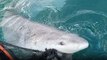 Hungry sharks steals burly basket and bait from the fisher *Crazy Happening*